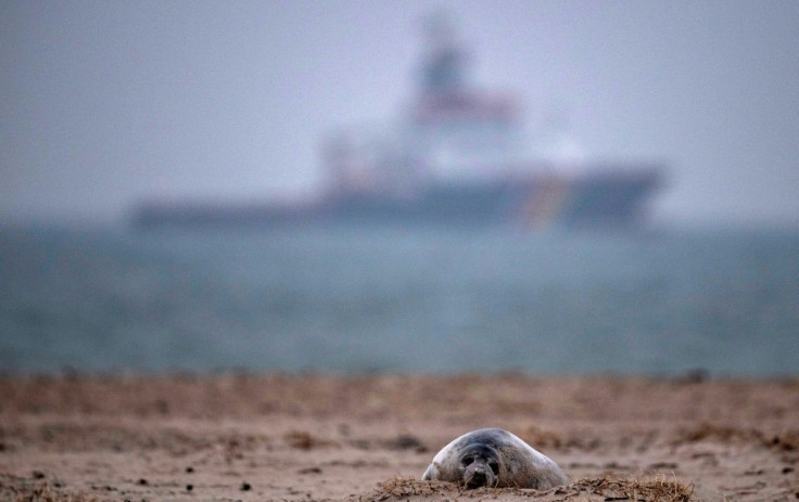 After three weeks nursing with their mothers, the pups are left to fend for themselves in the North Sea
