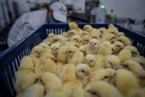Producers say there is no practical alternative to shredding male chicks