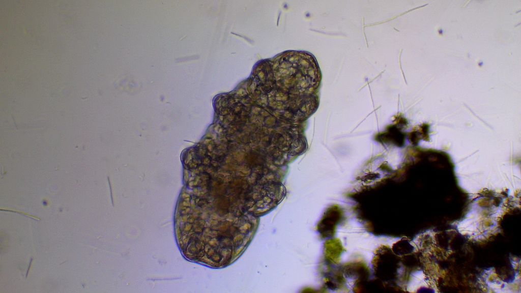 This Newly-Discovered Tardigrade Species Can Handle Lethal UV Radiation ...