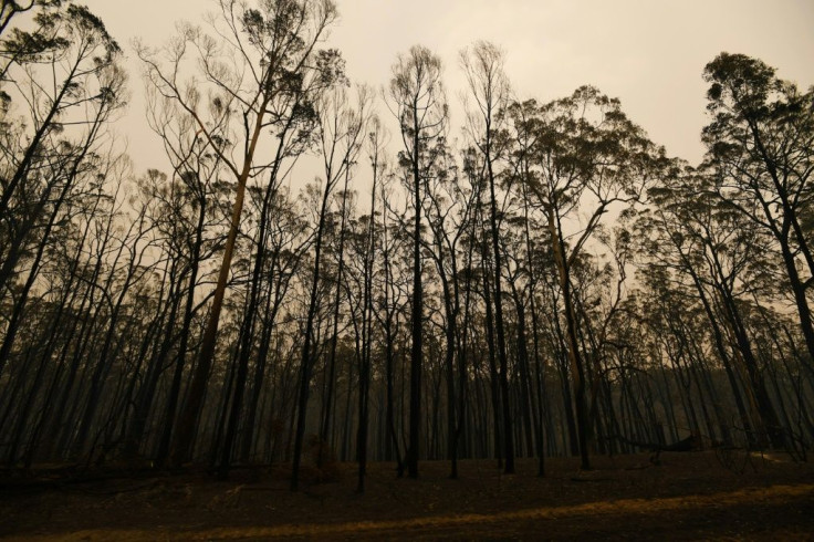 Months of deadly bushfires have engulfed huge swathes of the Australian countryside