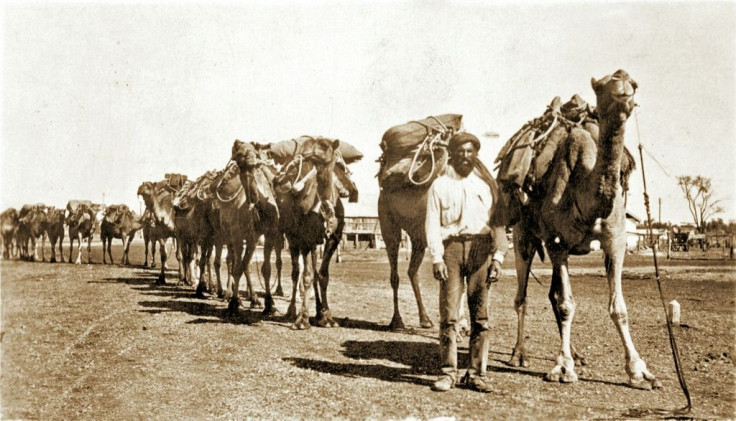 A cameleer sets off with his camel train to the Outback around 1910. Australia is now thought to have the largest wild camel population in the world