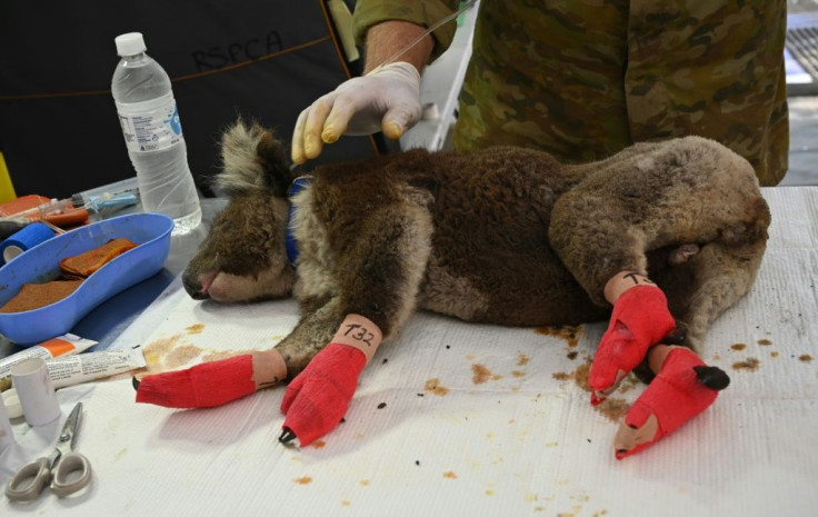 An injured koala with bandaged paws after being treated at the makeshift field hospital on Kangaroo Island