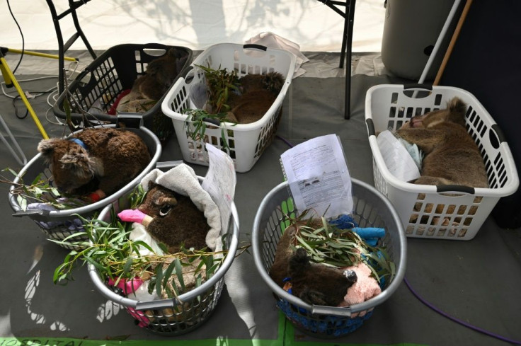 Sedated Koalas sleep in baskets after being treated