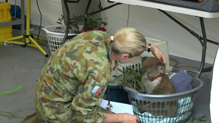 Dozens of koalas injured in Australia's bushfires arrive at the Kangaroo Island Wildlife Park's makeshift animal hospital each day in cat carriers, washing baskets or clinging to wildlife carers.
