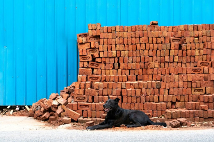 India has more than 30 million stray dogs such as this one in New Delhi