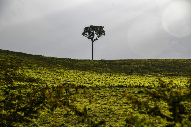 View of the landscape from the BR163 highway, near Santarem, Para state, Brazil, in the Amazon rainforest in 2019