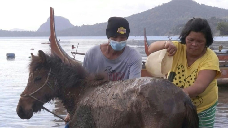 Villagers living near Taal volcano in the Philippines rescue horses and other animals, transporting them via boats as fears of a massive eruption looms.