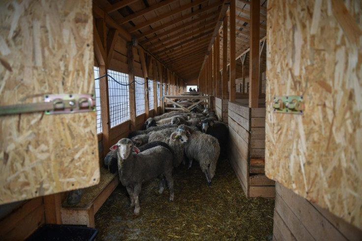 The rescued sheep are sheltered for the winter in a modern barn, waiting to be moved to a sanctuary or be adopted