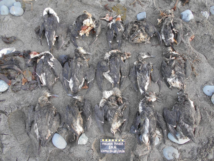 Common Murres Mass Death