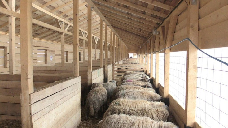 180 rams, saved by an NGO following the capsize of a ship, are cared for in an animal shelter near Bucharest while awaiting adoption