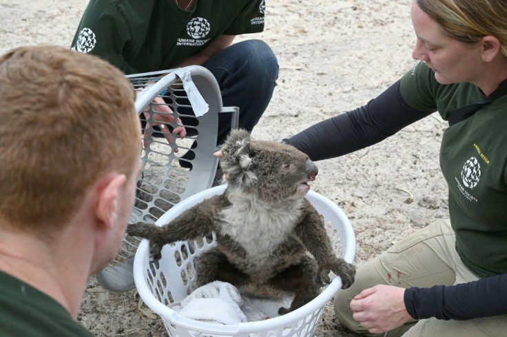 Rescued koalas are being taken to a makeshift sanctuary at Kangaroo Island's Wildlife Park in Australia after bushfires swept through the area
