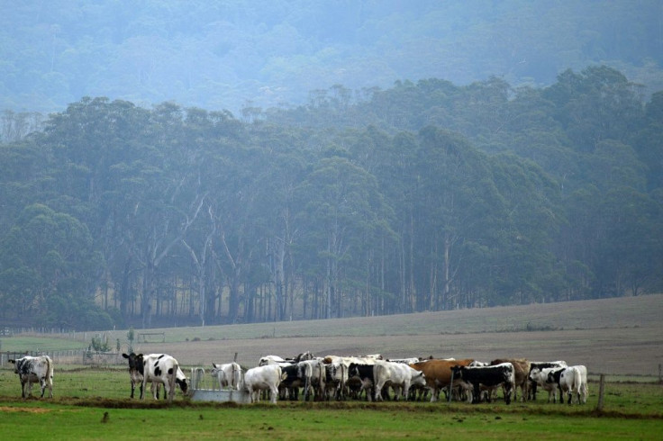 Heavy rain fell across parts of bushfire-ravaged eastern Australia, giving some relief following months of catastrophic blazes fuelled by climate change