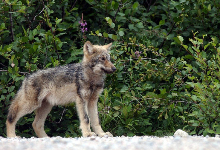 Wolf Puppy