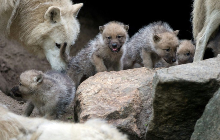 A new study in the journal iScience shows that some wolf puppies also know how to play fetch, upending the long held hypothesis that the ability to interpret subtle human social cues is unique to dogs and arose as a result of selective breeding