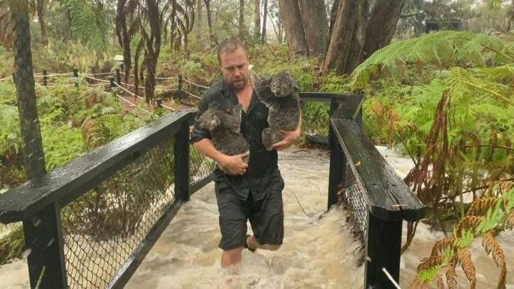 Staff at the Australian Reptile Park in New South Wales spring into action after the park is inundated with heavy rain, bringing some relief after months of catastrophic bushfires.