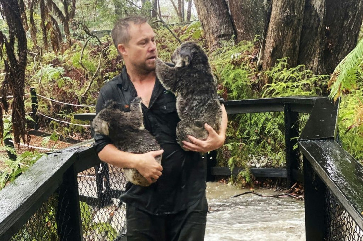 Wet and woolly: Koalas at one Australian zoo were at risk from wildfires last week, but got drenched in torrential rain on Friday