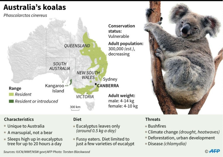 Factfile on koalas, whose numbers have been decimated by bushfires in Australia