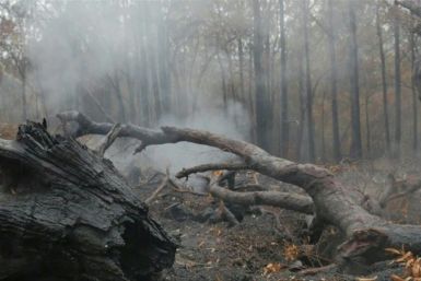 Rain falls across parts of bushfire-ravaged eastern Australia and more wet weather was forecast, giving some relief following months of catastrophic blazes fuelled by climate change.