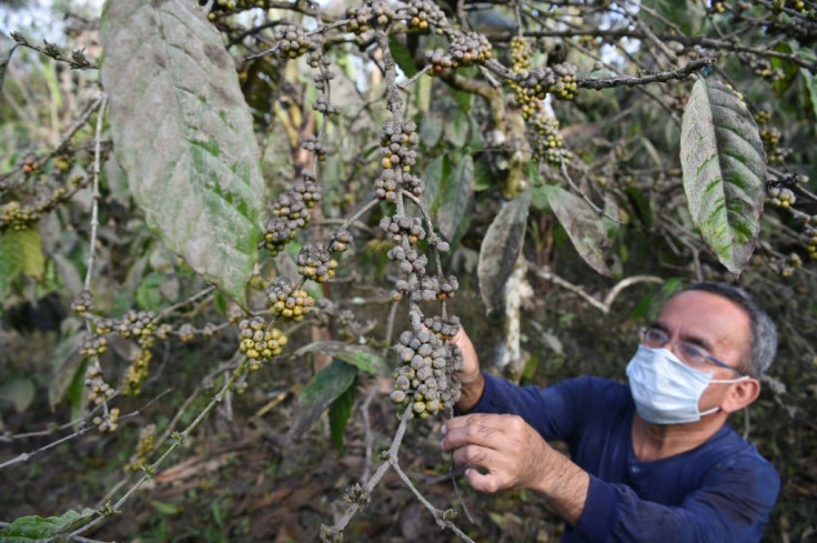There are already signs coffee plants have been heavily damaged
