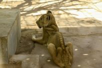 For weeks now, five lions held at Khartoum's Al-Qureshi Park in an upscale district of the capital have been suffering from shortages of food and medicine