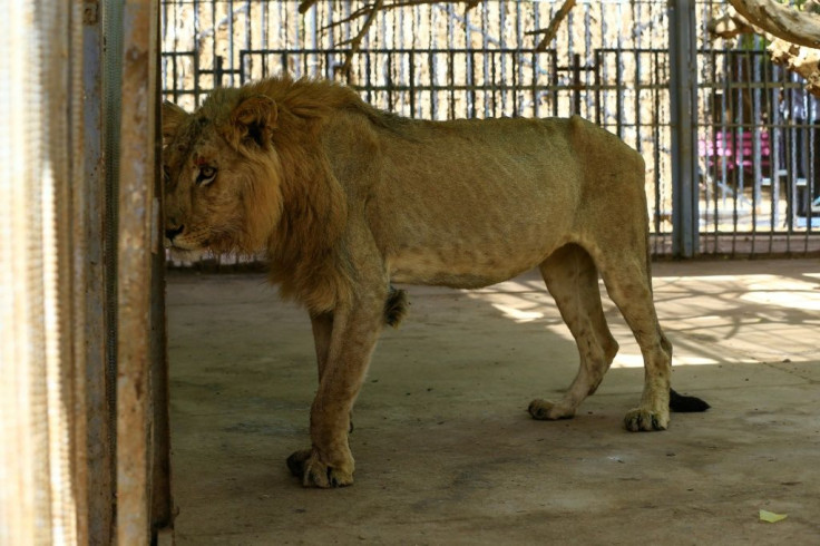 Park officials and medics said the lions' conditionsÂ  deteriorated over the past few weeks, with some losing almost two-thirds of their body weight