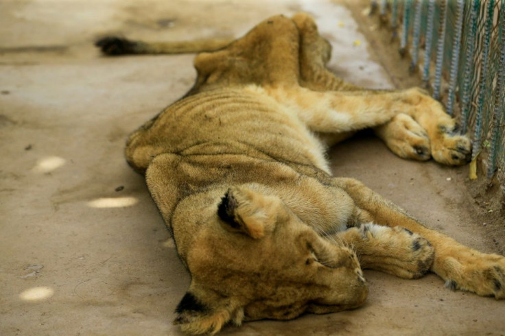 Lions are classified as a 'vulnerable' species by the International Union for Conservation of Nature (IUCN)