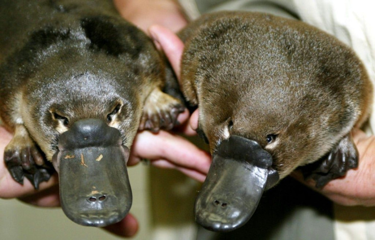 The platypus is one of the world's strangest animals