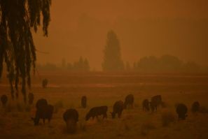 Australia has since October been overwhelmed by an unprecedented bushfire season made worse by climate change