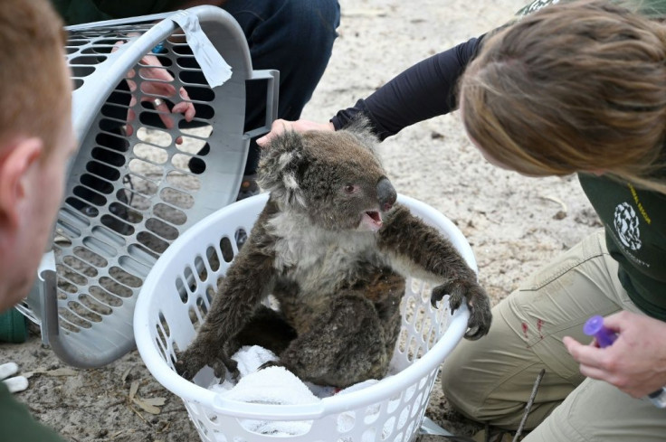 Animals that survive the flames may take years to recover, experts say