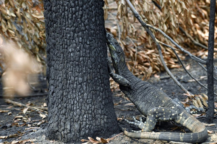 A goanna looking for food among charred trees after a bushfire in Budgong, New South Wales