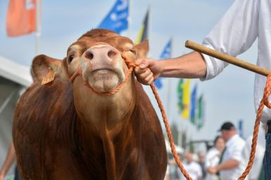 A cow at an agricultural fair in Wallonia, where farmers have expressed concern about the EU-Mercosur trade pact