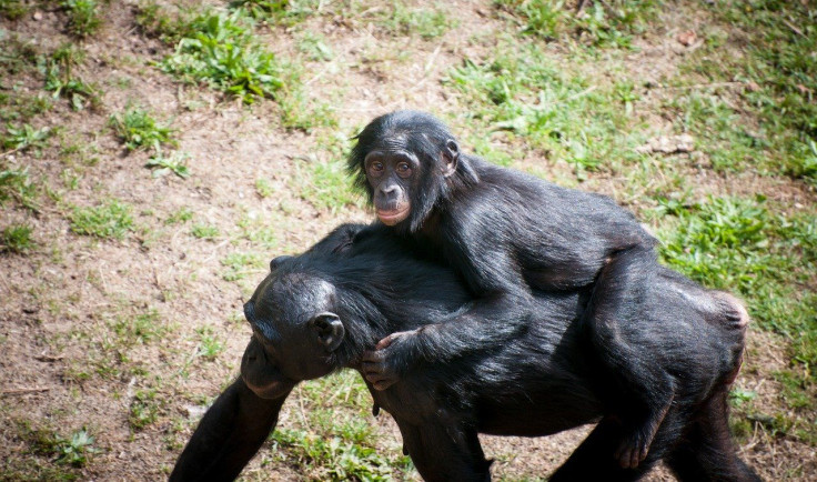 Chimpanzee