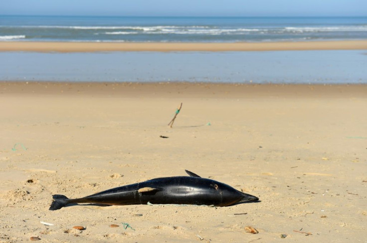 Between January and April 2019, 1,200 small cetaceans washed up dead on the beaches of France's west coast - 880 of them common dolphins