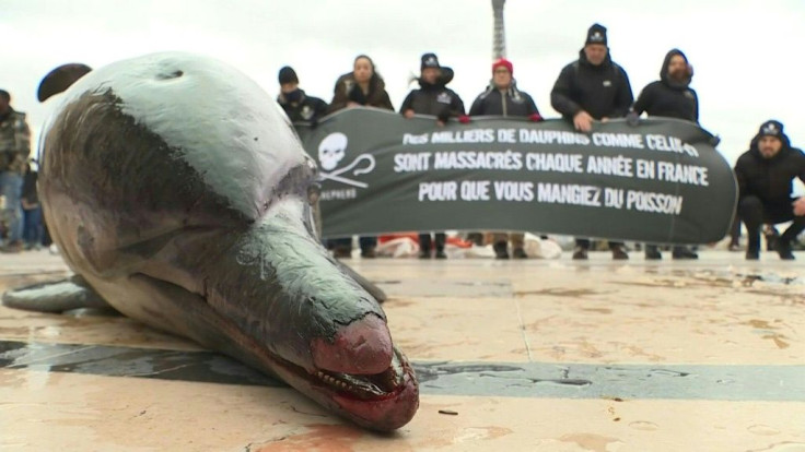 Members of marine conservation organisation Sea Shepherd hold a rally at the Trocadero in Paris, in front of two dead dolphin taken from the beaches of the Atlantic coast. They are calling for an end to the fishing methods that are believed to have killed