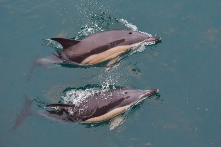 Increasing numbers of dead dolphins are washing up on France's Atlantic beaches, and activists say fishing trawlers are to blame