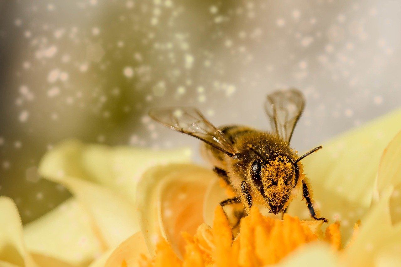 Bees Struggling To Fly In Winds Caused By Global Warming, Researchers ...