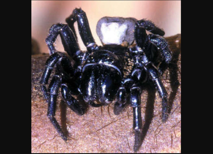 Sydney Funnel-Web Spider