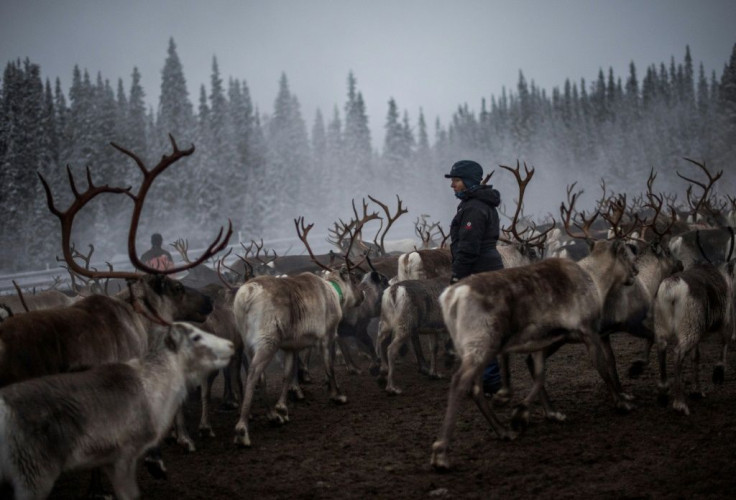 Previously victims of victims of a brutal assimilation policy in Sweden, the Sami people herd reindeer in the country's far north
