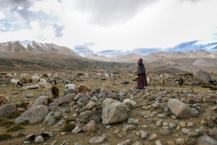 A nomad shepherd in the Changtang region of Ladakh in northern India tends to goats that produce pashmina wool -- a livelihood the Changpa people have relied on for centuries