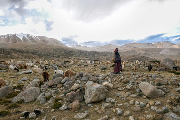 A nomad shepherd in the Changtang region of Ladakh in northern India tends to goats that produce pashmina wool -- a livelihood the Changpa people have relied on for centuries