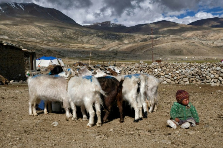 Pashmina, a highly coveted cashmere wool, comes from the fine undercoat of a breed of Himalayan goat