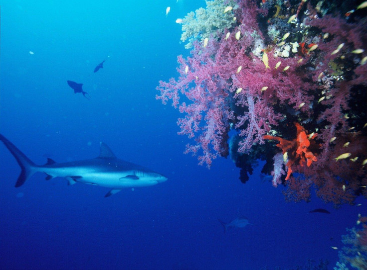 Reef Shark