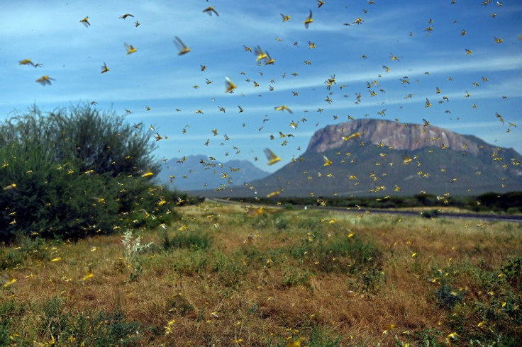 The massive swarms entered Kenya in December