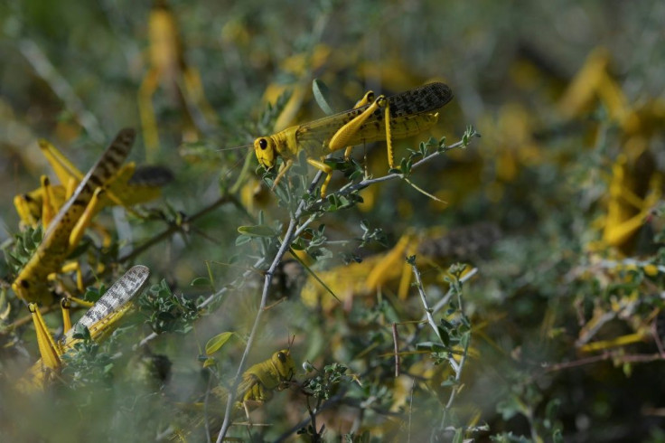 UN food experts say locust numbers may grow 500 times by June