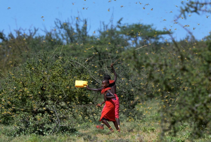 People have resorted to banging cans and waving sticks to try to drive the locusts away