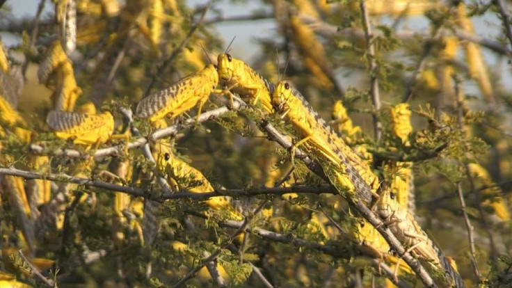 Billions of locusts swarming through East Africa are the result of extreme weather swings and could prove catastrophic for a region still reeling from drought and deadly floods, experts say.