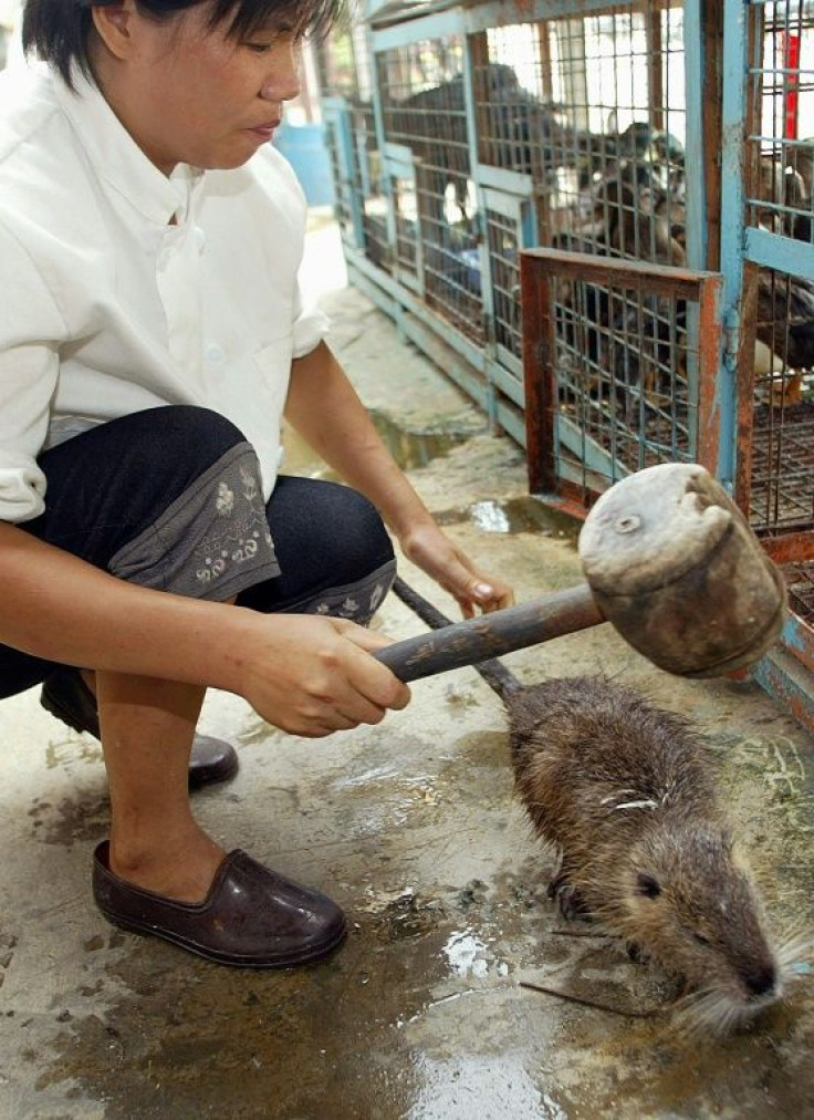 A 2002 image shows a kitchen worker using a wooden mallet to hit a water rat on the head to stun it before it is killed for a meal in a restaurant in the southern Chinese city of Guangzhou
