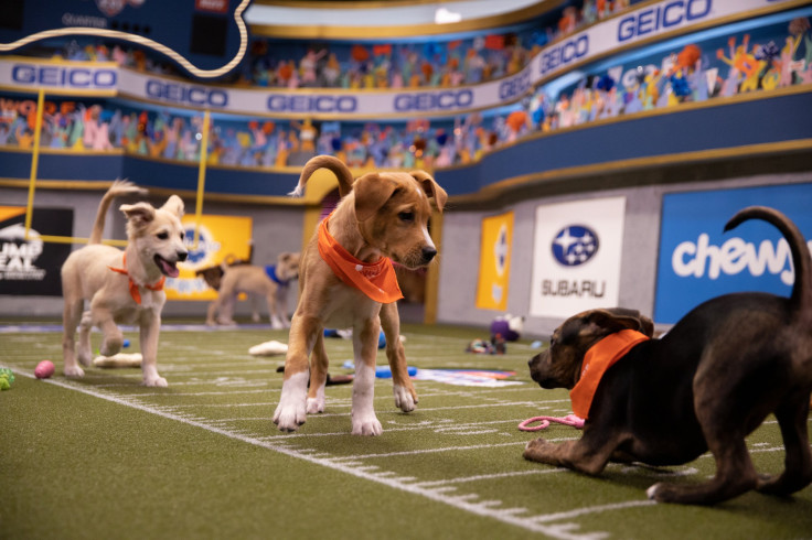 puppy bowl