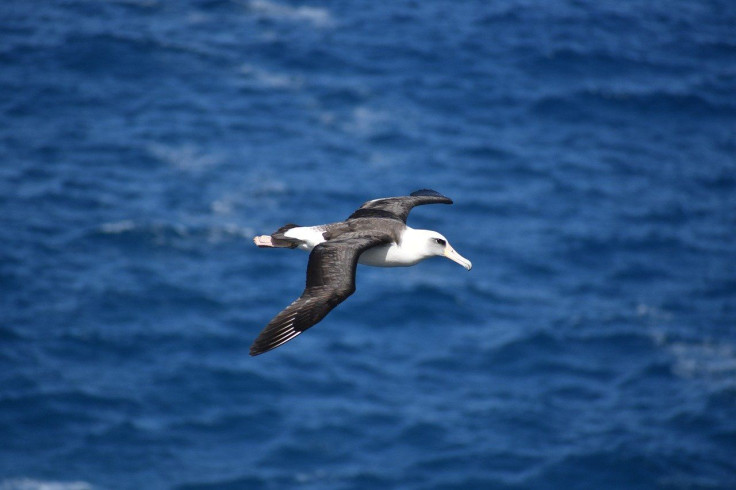 Albatross