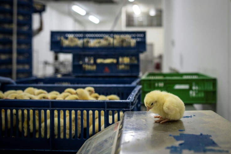 Some seven billion male chicks, unwanted as they provide neither meat nor eggs, are culled around the world every year -- many ground up alive, others gassed, electrocuted, or asphyxiated in plastic bags.